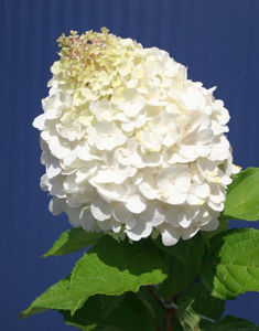 Obraz Hydrangea